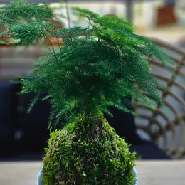 Atelier Kokedama