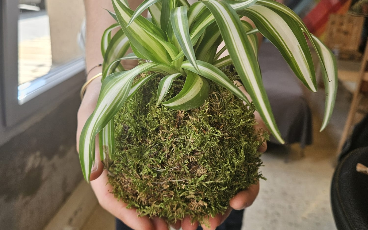 atelier kokedama à Paris 19e
