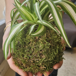 Atelier Kokedama