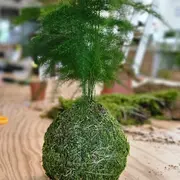 Atelier Kokedama