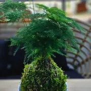 Atelier Kokedama