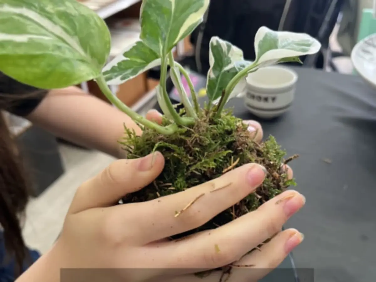 Atelier Kokedama à Amiens (80)