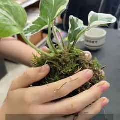 Atelier Kokedama à Amiens (80)
