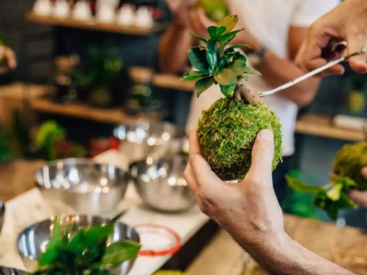 Atelier Kokedama à Bordeaux Gambetta (33)