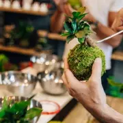 Atelier Kokedama à Bordeaux Gambetta (33)