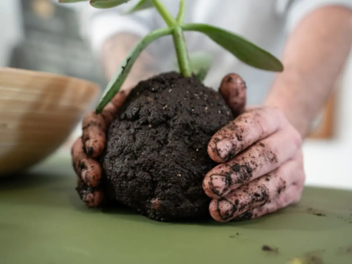 Atelier Kokedama à Nantes (44)