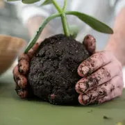 Atelier Kokedama à Nantes (44)