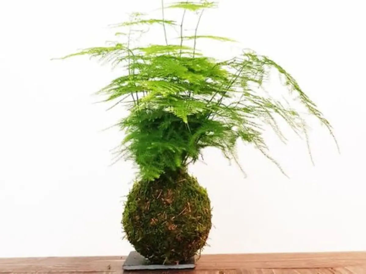 Atelier Kokedama à Paris 10ème