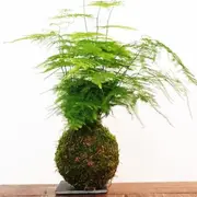 Atelier Kokedama à Paris 10ème