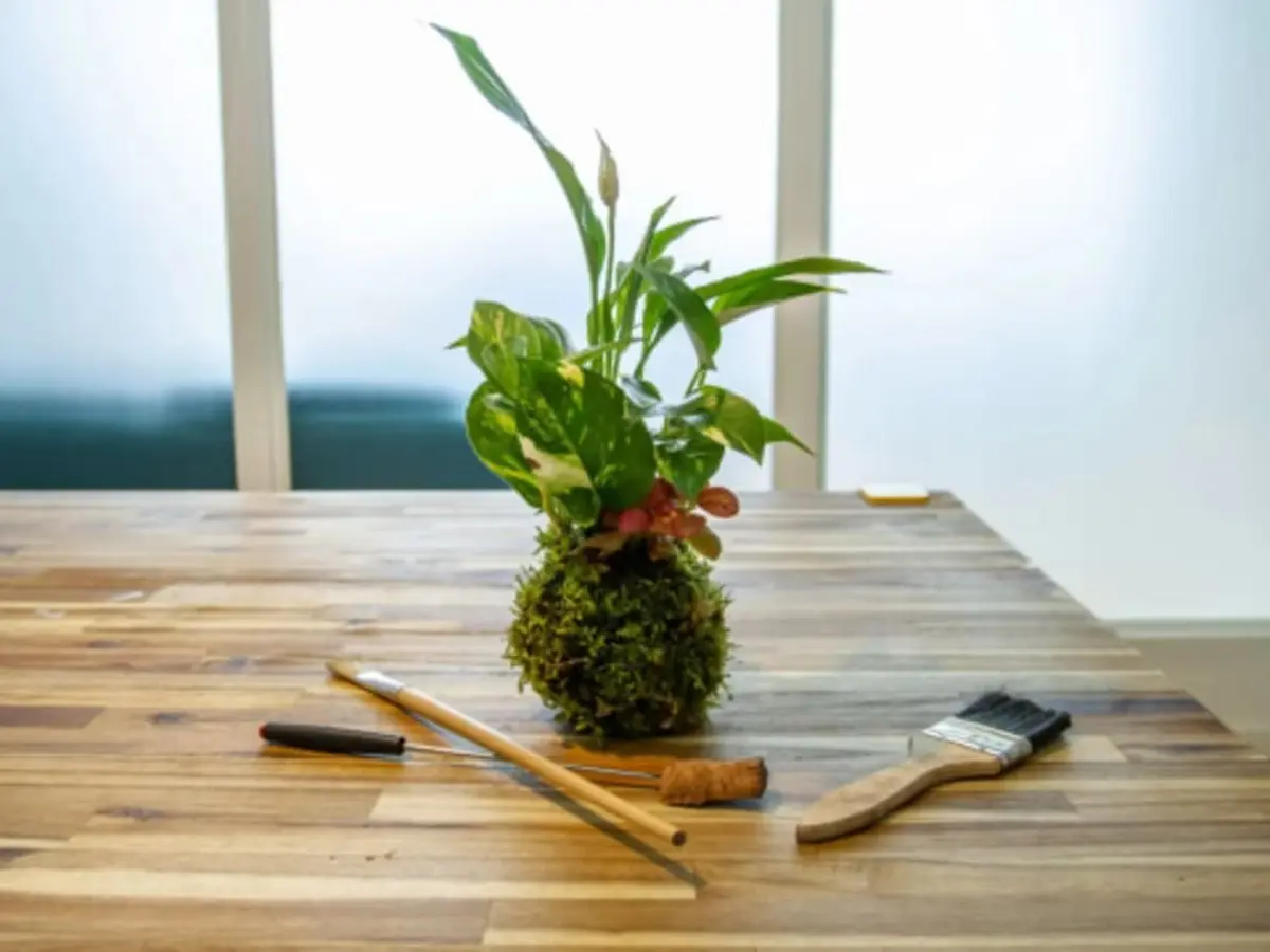 Atelier kokédama à Paris 5ème