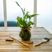 Atelier kokédama à Paris 5ème