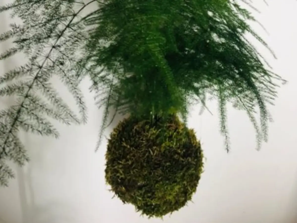 Atelier Kokedama à Pontoise (95)