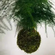 Atelier Kokedama à Pontoise (95)