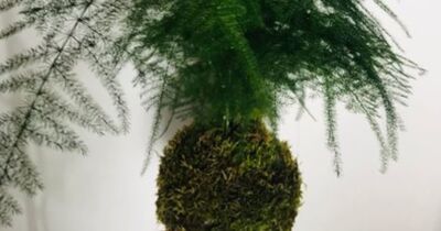 Atelier Kokedama &agrave; Pontoise (95)