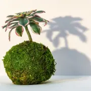 Atelier kokedama à Reims (51)