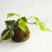 Atelier kokedama à Villeurbanne (69)