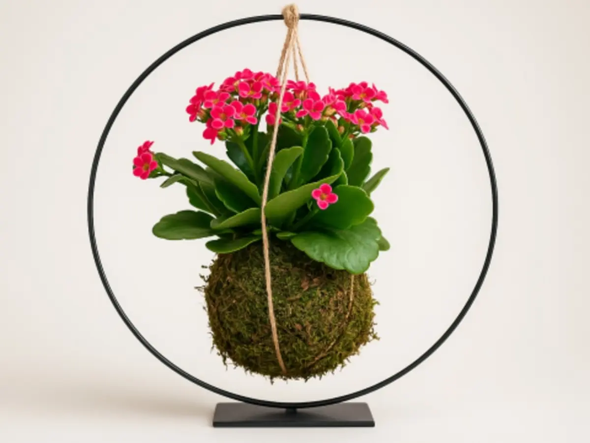 Atelier Kokedama à Wasquehal (59)