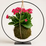 Atelier Kokedama à Wasquehal (59)