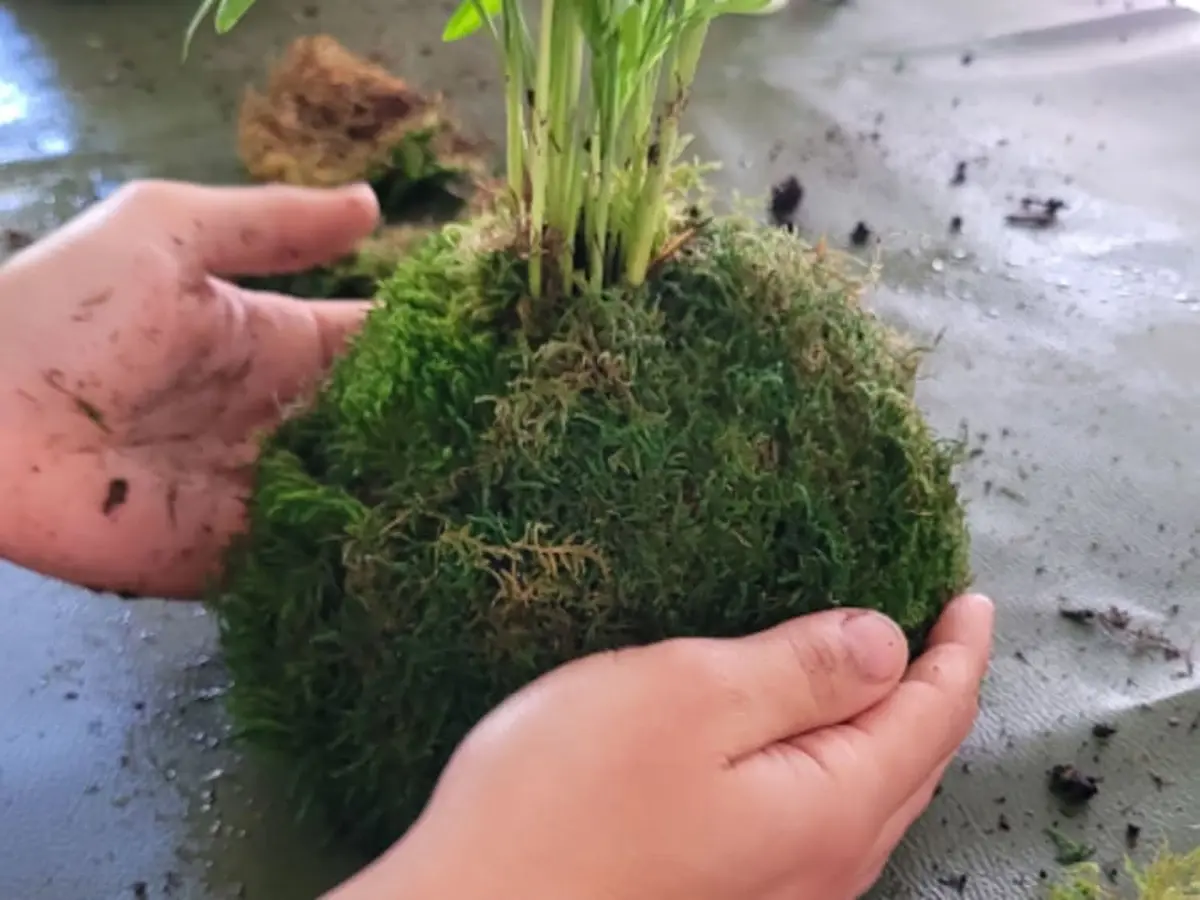 Atelier Kokedama parent/enfant à Rezé (44)