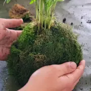 Atelier Kokedama parent/enfant à Rezé (44)