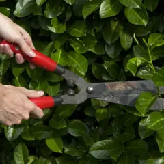 Atelier La taille au jardin chez Truffaut Colomiers (31)