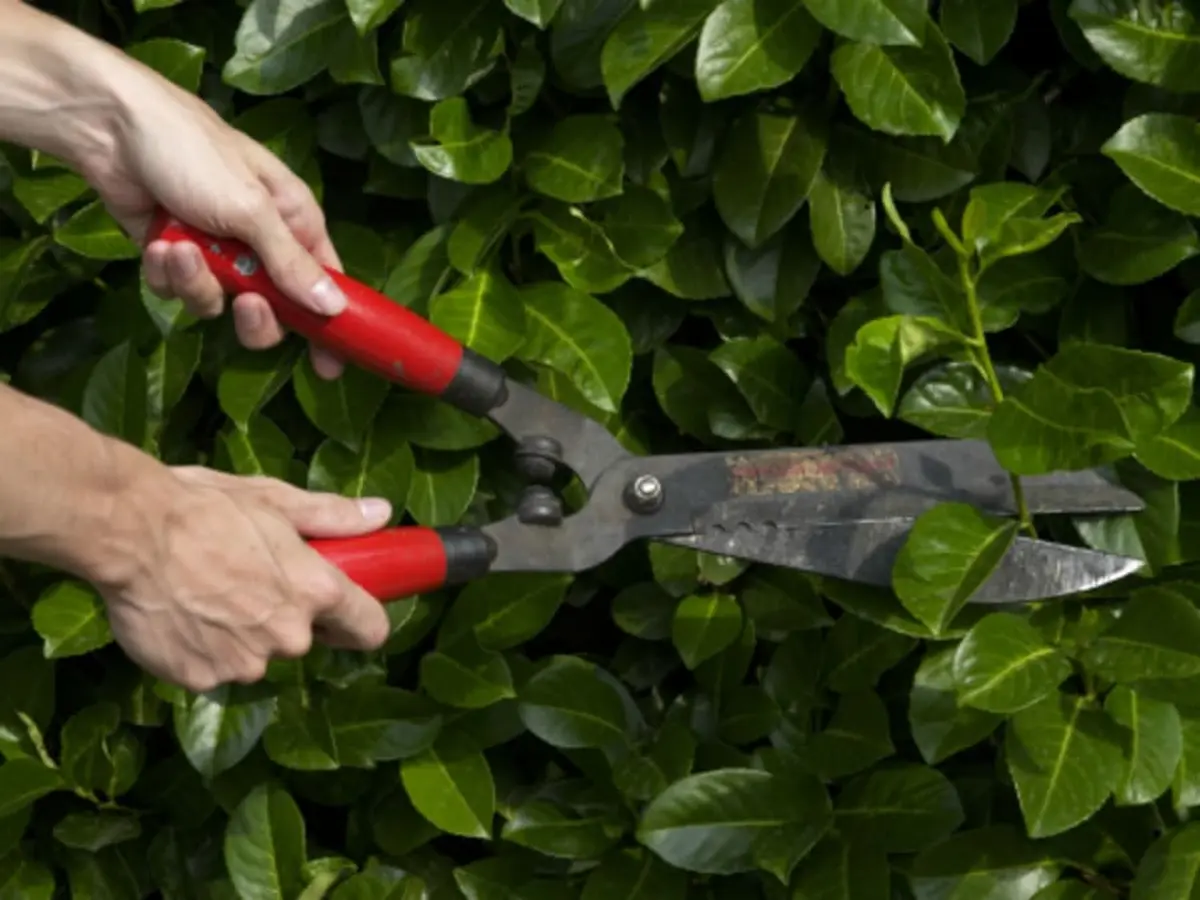 Atelier La taille au jardin chez Truffaut Mérignac (33)