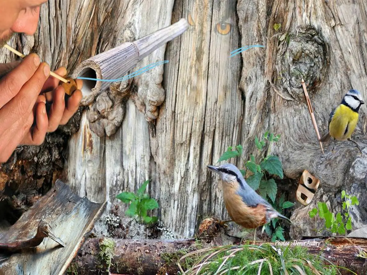 Atelier - La voix de l'oiseau