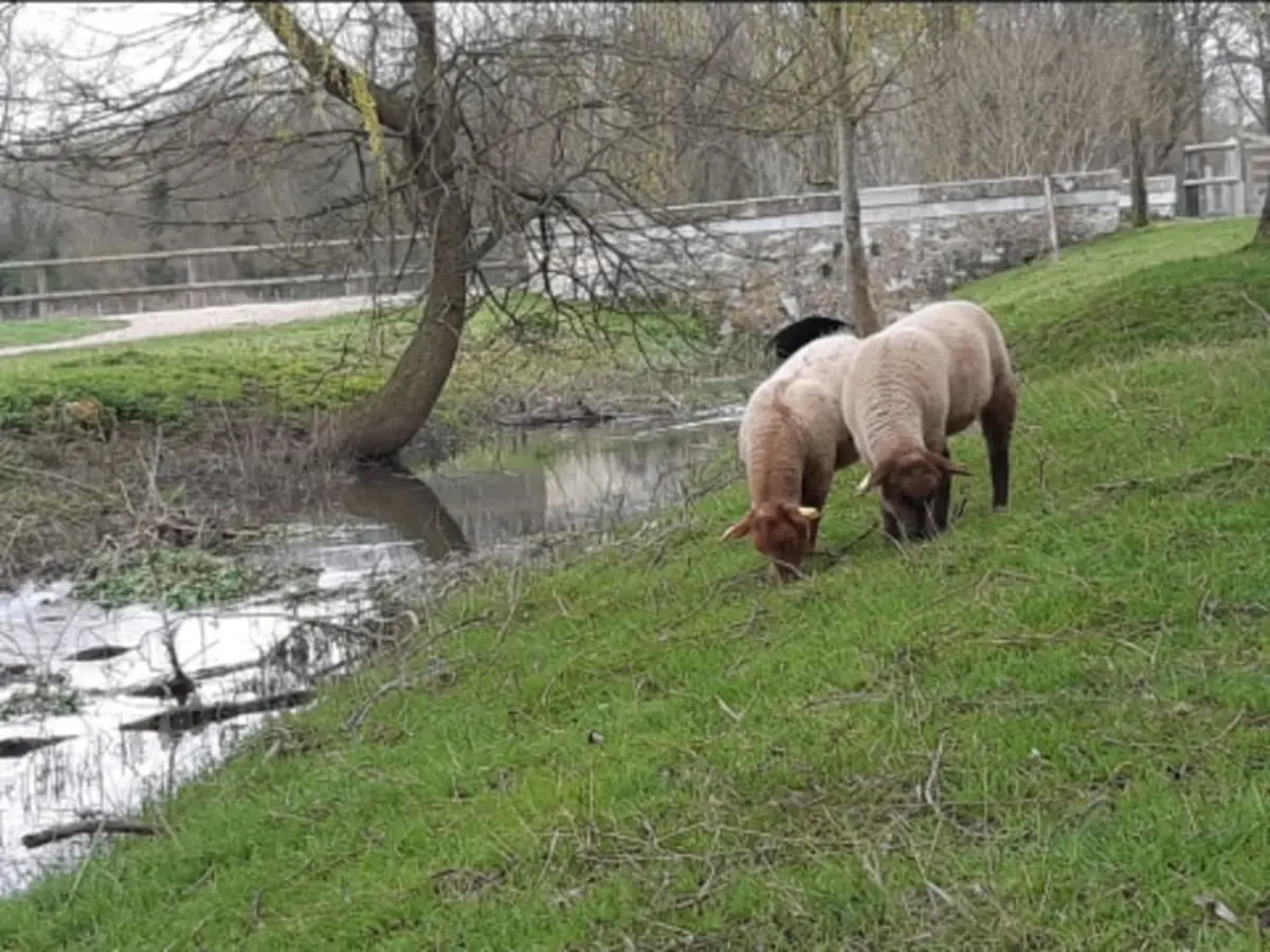 Atelier Laine & Animaux de la Ferme de Gally de St-Cyr-l'Ecole