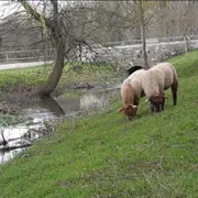 Atelier Laine & Animaux de la Ferme de Gally de St-Cyr-l'Ecole