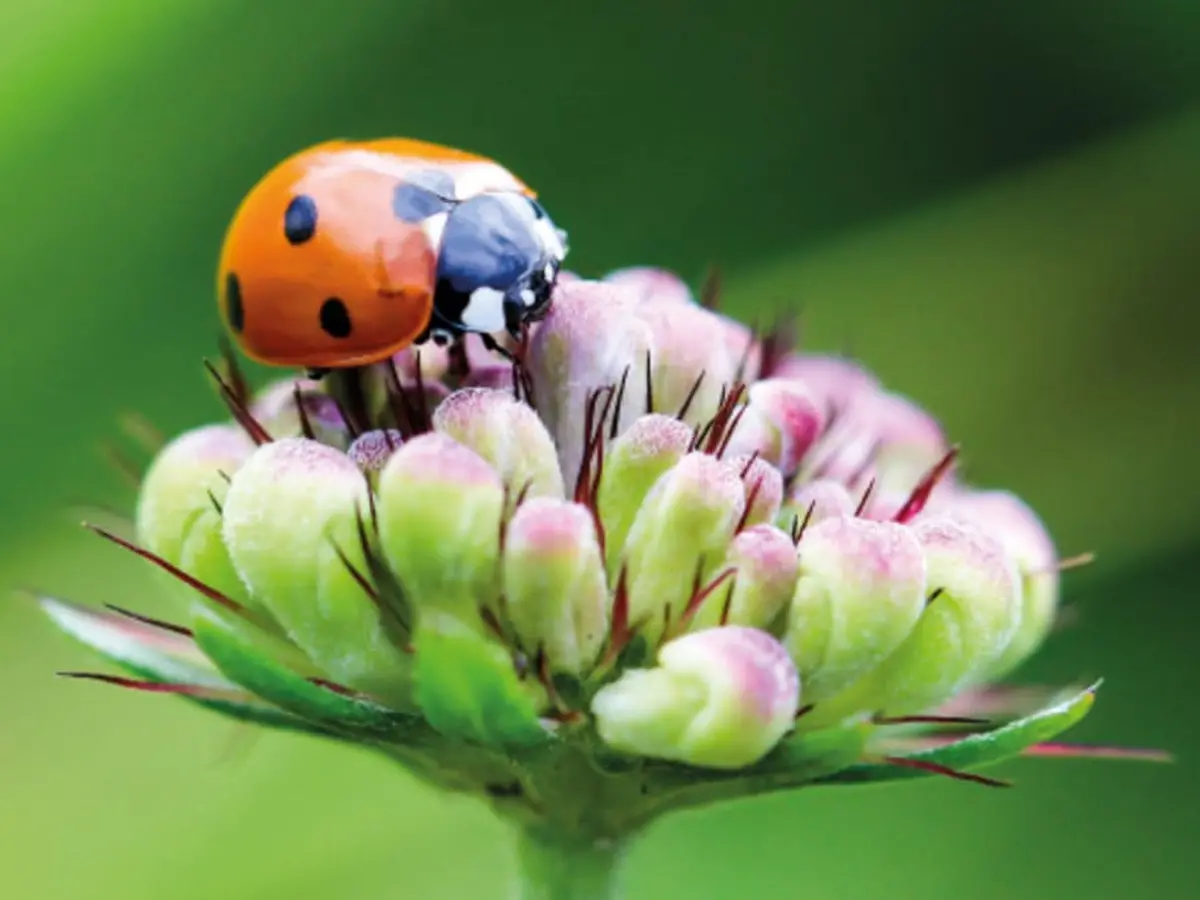 Atelier Le jardinage éco-responsable chez Truffaut Colomiers