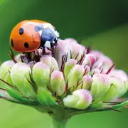 Atelier Le jardinage éco-responsable chez Truffaut Colomiers