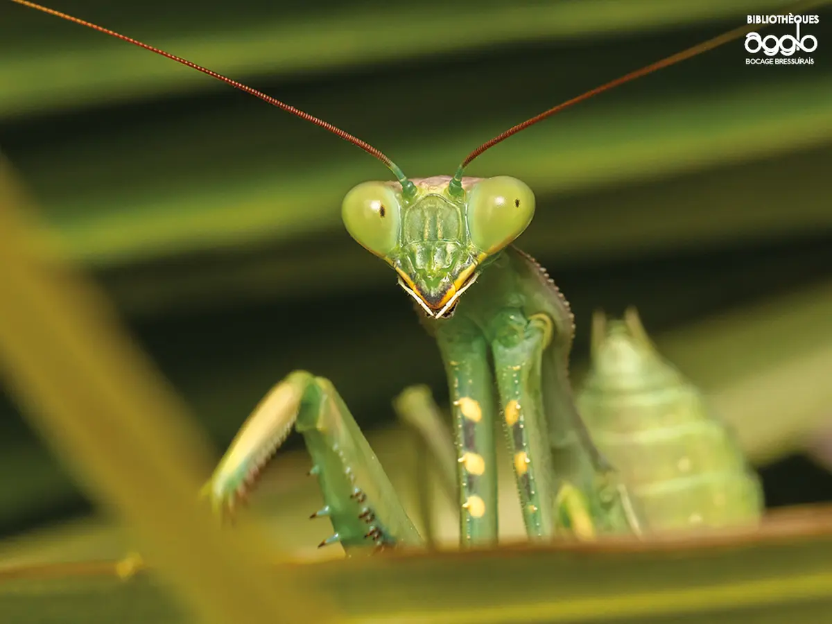Atelier - Les insectes et leurs super-pouvoirs