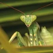 Atelier - Les insectes et leurs super-pouvoirs