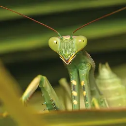 Atelier - Les insectes et leurs super-pouvoirs