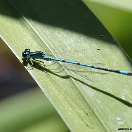 Atelier les libellules et les demoiselles de la mare