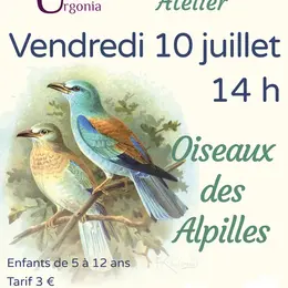 Atelier Life - Les oiseaux des Alpilles