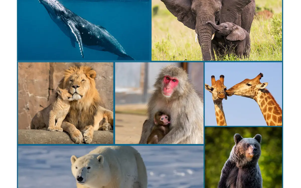 Atelier ludique et créatif Les grands mammifères