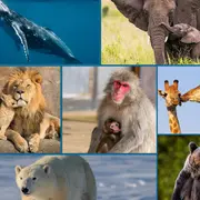 Atelier ludique et créatif Les grands mammifères