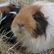 Atelier mini fermier
