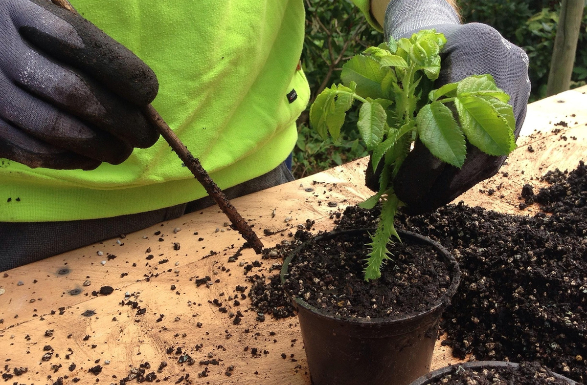 Atelier Mon jardin d'aromatiques