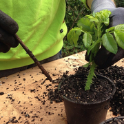 Atelier Mon jardin d'aromatiques