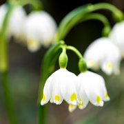 Atelier : Mon muguet porte bonheur
