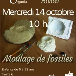 Atelier Moulage de fossiles