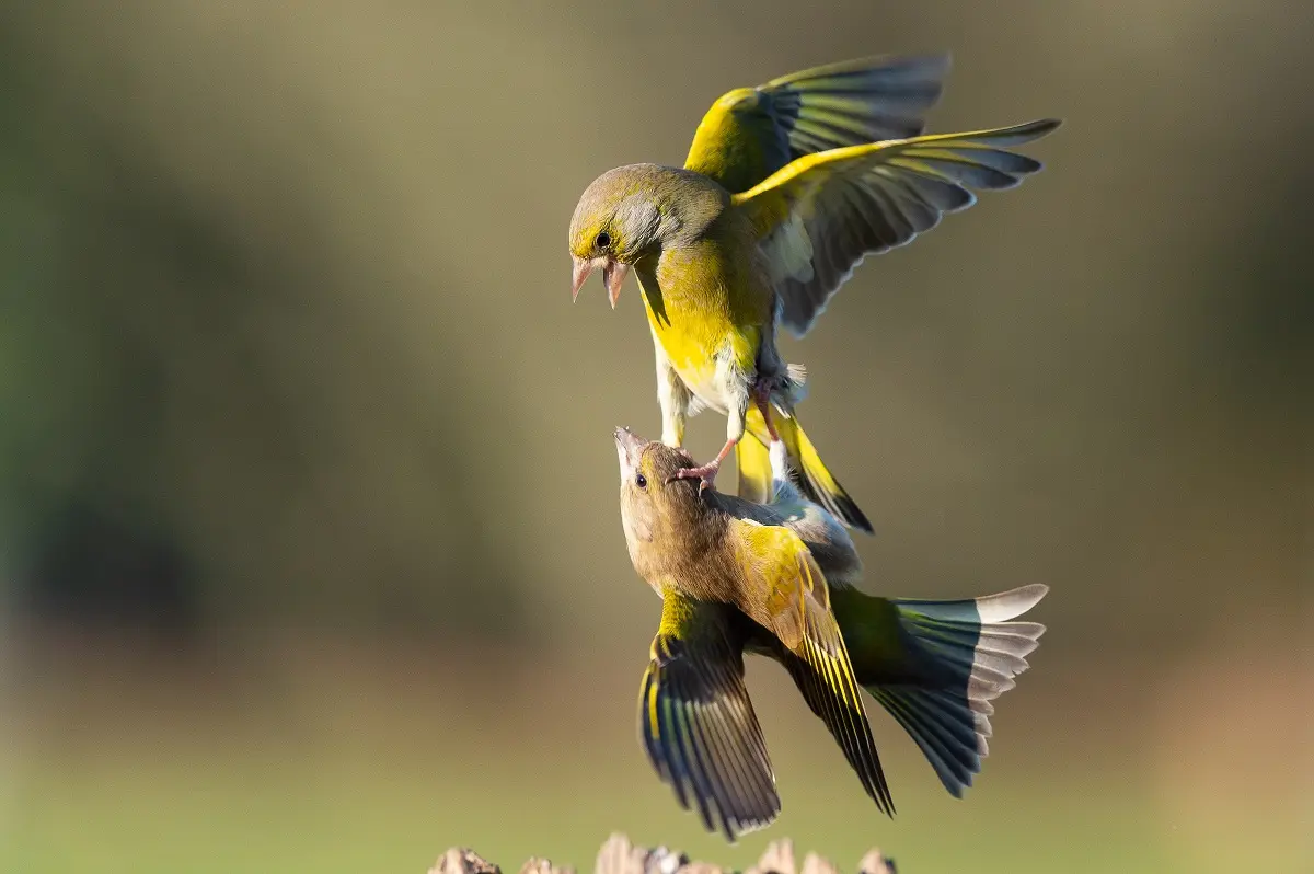 Atelier nature (3-5 ans) : A la découverte des oiseaux