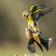 Atelier nature (3-5 ans) : A la découverte des oiseaux