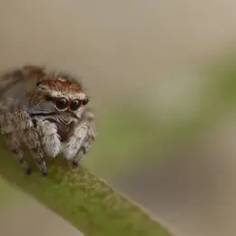 Atelier-nature (3-5 ans) : le monde fascinant des insectes