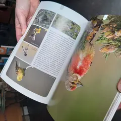 Atelier-nature (6-12 ans) : à la découverte des oiseaux