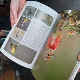 Atelier-nature (6-12 ans) : à la découverte des oiseaux