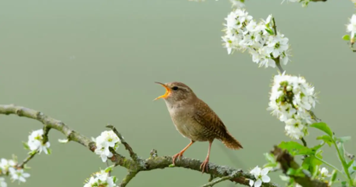 Atelier-nature (6-12 ans) : à la découverte des oiseaux
