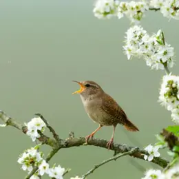 Atelier-nature (6-12 ans) : à la découverte des oiseaux